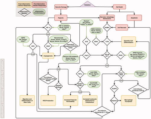 Figure 5. Flowchart of the main discussed processes of radiation-induced inflammatory responses, and associated countermeasures. EPO: erythropoietin, HIF-1α: hypoxia-inducible factor α, VEGF: vascular endothelial growth factor, CXCR4: CXC motif chemokine receptor 4, CCR2: CC motif chemokine receptor 2, ACE: angiotensin-converting enzyme, Ang II: angiotensin II, TNF-α: tumor necrosis factor α, VCAM-1: vascular cell adhesion protein 1, ICAM-1: intercellular adhesion molecule 1, GSK-3: glycogen synthase kinase 3, DAMPs: danger-associated molecular patterns, TLRs: toll-like receptors, NF-κB: nuclear factor NF-κB, AP-1: activator protein 1, PPAR: proliferator-activated receptor, COX-2: cyclooxygenase-2, iNOS: inducible nitric oxide synthase, NLRP3: NLR Family Pyrin Domain Containing 3, IL-1: interleukin-1, IFN-γ: interferon-γ, TGF-β: transforming growth factor β. Numbers refer to the following studies: 31. (Jiang, Perez-Torres, et al. Citation2014), 32. (Gonzalez et al. Citation2007), 33. (Jiang, Engelbach, et al. Citation2014), 34. (Belarbi et al. Citation2013), 35. (Yang et al. Citation2018), 36. (Erbayraktar et al. Citation2006), 37. (Ansari et al. Citation2007), 38. (Yuan et al. Citation2003), 39. (Zhao et al. Citation2007), 40. (Schnegg et al. Citation2012), 41. (Greene-Schloesser et al. Citation2014), 42. (Desmarais et al. Citation2015), 43. (Kim et al. Citation2004), 44. (Lee et al. Citation2012) Supplementary Table 4 provides additional information regarding the model, irradiation, administration conditions and main results for each of the discussed countermeasures.