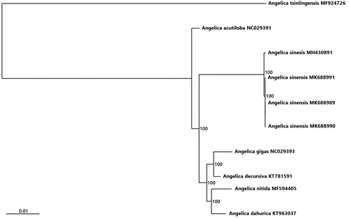 Figure 1. Phylogenetic relationships inferred from 10 chloroplast genomes in Angelica. Bootstrap support is indicated for each node.