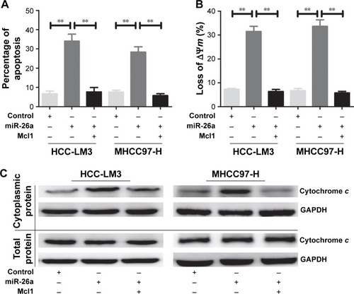 Figure 4 miR-26a promoted cell apoptosis by targeting Mcl1 in HCC cell lines.