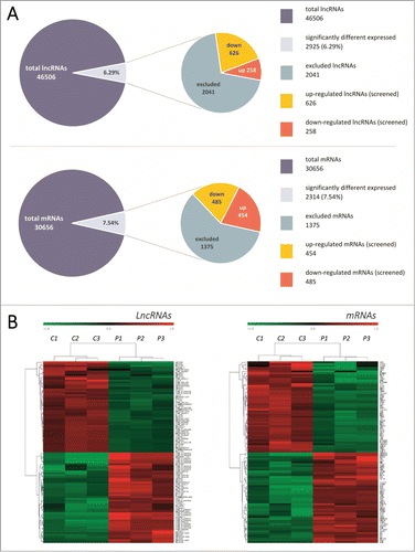 Figure 1. (A) Summary of microarray results. Expression levels of 46,506 lncRNAs and 30,656 mRNAs were assessed in 3 pairs of TNBC tissues using Agilent Human lncRNA 4*180K microarrays. Compared with non-tumor tissues, 2925 lncRNAs (6.29%) and 2314 mRNAs (7.54%) had significant changes in expression levels (fold change >2, p < 0.05). A total of 2041 lncRNAs and 1375 mRNAs were excluded due to low expression levels. A total of 884 lncRNAs were then identified from the screen, with 626 up-regulated and 258 down-regulated. (B) Hierarchical clustering map. Hierarchical clustering analysis of the top 100 dysregulated lncRNAs and mRNAs. This clustering map revealed a set of lncRNAs that were often aberrantly expressed in TNBC compared with non-tumor tissues. Each row represents a single lncRNA or mRNA and each column represents one tissue sample. Expression levels of these transcripts are represented in red (elevated expression) or green (reduced expression), indicating expression above and below the median expression levels, respectively. C: carcinoma group, P: paired non-tumor group.