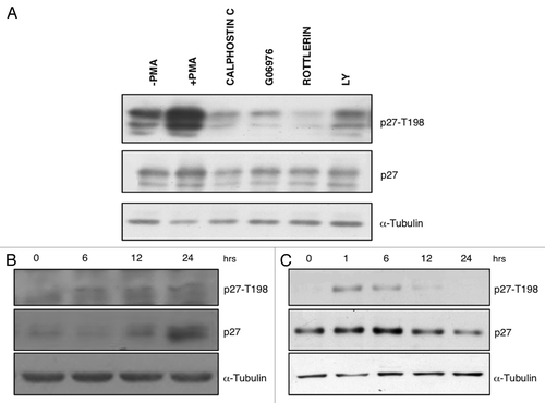 Figure 4. PMA induces T198 phosphorylation and increases p27 protein levels in HeLa and MCF7 cells. (A) Immunoblot analysis of phospho-T198 and p27 protein levels in HEK-293 cells transfected with HAp27-wt and treated with PMA with or without PKC inhibitors before adding PMA as indicated. LY294002 was used as control. (B) Kinetic analysis of p27 T198 phosphorylation in HeLa cells. Immunoblot analysis of phospho-T198 and p27 protein levels after stimulation with PMA at various time points. (C) Kinetic analysis of p27 T198 phosphorylation in MCF7 cells. Immunoblot analysis of phospho-T198 and p27 protein levels after stimulation with PMA at various time points.