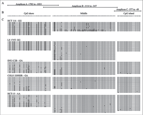 Figure 1. Bisulfite sequencing of MLH1 CpG island and shore in colorectal cancer cell lines. (A) Three overlapping regions upstream of MLH1 were amplified by bisulfite sequencing in cell lines: Amplicon A, Amplicon B, and Amplicon C. Amplicon A and B overlap at 3 CpGs. Amplicon B and C overlap at 1 CpG. (B) Representative unmethylated clone for each of the three amplicons, located in the CpG shore, middle region, and CpG island. Empty circles represent unmethylated CpG sites and filled in circles represent methylated CpG sites. (C) Methylation patterns in the colorectal cancer cell lines HCT 116, LS 174T, SNU-C2B, COLO 320HSR, and HCT-15 with rs1800734 genotype indicated. Each horizontal line represents a single DNA strand and circles represent individual CpG sites.