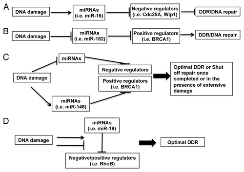 Figure 3. Conceptual models of the functions of miRNAs in DDR. (A) Upregulated miRNAs in DDR may promote DDR by suppressing the negative regulators of DDR; (B) downregulated miRNAs in DDR may release their inhibitory roles on DDR by targeting positive regulators of DDR; (C) upregulated miRNAs in DDR may target positive regulators of DDR or downregulated miRNAs may target negative regulators of DDR to reach an optimal DDR or to shut off DNA repair once completed or in the case of extensive damage; (D) DNA damage may change the interaction between unaltered microRNAs and the positive or negative regulators of DDR/DNA repair. Examples for miRNAs and their targeting DDR regulators are shown in brackets.