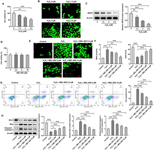 Figure 3. Oxidative stress and apoptosis in granulosa cells (A) Granulosa cells were stimulated by H2O2, the viability was assessed using a CCK8 assay. (B) The effect of H2O2 on the levels of ROS was assessed using a DCFH-DA probe. (C) The effect of H2O2 on the levels of SIRT6 was assessed using western blotting. (D) The effect of MDL-800 on viability was assessed using a CCK8 assay. (E) The effect of H2O2 and MDL-800 on the generation of ROS was assessed using a DCFH-DA probe. (F) The effect of H2O2 and MDL-800 on the levels of SOD and MDA was assessed using commercial kits. (G) The effect of H2O2 and MDL-800 on apoptosis was assessed using flow cytometry and (H) western blotting. Scale bar = 50 μm. *P < 0.05, **P < 0.01, ***P < 0.001.