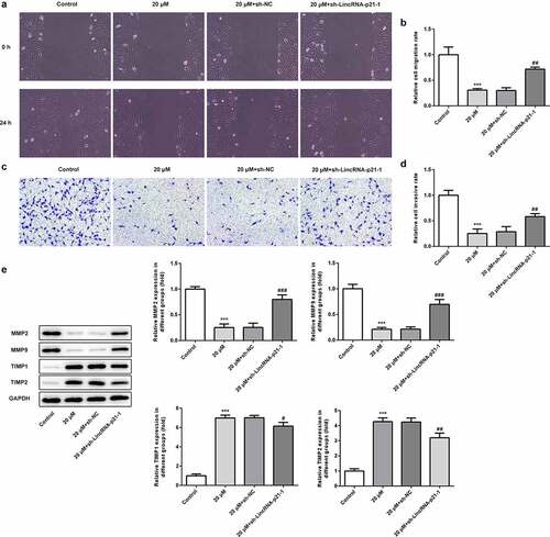 Figure 3. Cisatracurium inhibits migration and invasion of OVCAR-3 cells by activating lincRNA-p21. (a and b) Cell migration was determined by wound-healing assay. (c and d) Cell invasion was determined by Transwell assay. (e) The expression of MMP2, MMP9, TIMP1 and TIMP2 were measured by WB. ***p < 0.001 vs. Control; #p < 0.05, ##p < 0.01 and ###p < 0.001 vs. 20 μM+sh-NC. n = 3