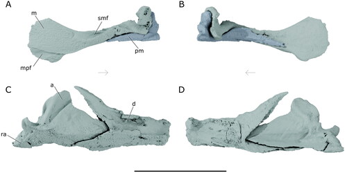 Figure 8. Right upper and lower jaws of †Iridopristis parrisi. Holotype (NJSM GP12145), Hornerstown Formation, early Paleocene (Danian), New Jersey, USA. Rendered µCT models of A, upper jaw in lateral view (maxilla in light blue, premaxilla in dark blue), B, upper jaw in mesial view, C, lower jaw in lateral view, and D, lower jaw in mesial view. Abbreviations: a, anguloarticular; d, dentary; m, maxilla; mpf, posterior facet of maxilla; pm, premaxilla; ra, retroarticular; smf, facet for supramaxillae. Arrows indicate anatomical anterior. Scale bar represents 5 cm.