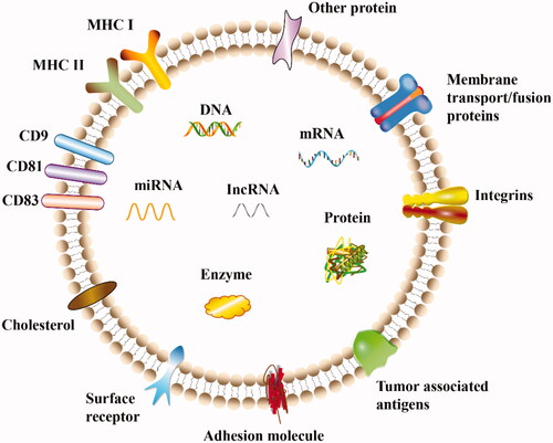 Figure 3. Structure and composition of exosomes. Exosomes are approximately round vesicles secreted by cells that contain various cellular components, including proteins, miRNAs, mRNAs, lncRNAs, enzymes, carbohydrates, and lipids. Various proteins are present on the surface of exosomes and are responsible for different pathophysiological functions.