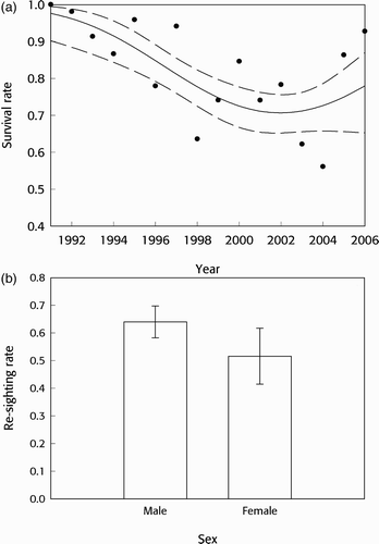 Figure 1 Herring Gull survival (a) and resighting (b) rates from the preferred model (). In (a), estimated survival (solid line) is shown with 95% confidence limits (dashed lines) and point estimates for individual years (filled circles) based upon the equivalent fully time-dependent model (): the latter are plotted at the first year in the pair between which survival was estimated eg at 1991 for survival between 1991 and 1992. In (b), estimates are shown with 95% confidence limits.