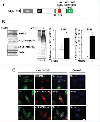 Figure 1. Phosphorylation of SQSTM1 at S349 and S403 in MG132-treated HeLa cells. (A) Schematic of the SQSTM1 domain structure. SQSTM1 contains a PB1 (Phox and Bem1) domain, a ZZ zinc finger (ZZ) domain, an LC3-interaction region (LIR) motif, a Kelch-like ECH-associated protein 1 (KEAP1)-interaction region (KIR) motif, and a ubiquitin associated (UBA) domain. SQSTM1 is phosphorylated at S349, S403, and S407 (S351, S405, and S409 in mice). (B) HeLa cells were cultured without (−) or with (+) 10 µM MG132 for 12 h, followed by immunoblot analysis of cell lysates. Band intensities were measured, and phosphorylated SQSTM1 values were normalized to total SQSTM1. The data are reported as means ± SD (n = 4). P values were calculated using the Student t test. *P < 0.01. (C) HeLa cells were cultured with or without 10 µM MG132 for 12 h. Colocalization of SQSTM1 (upper), S349-phosphorylated SQSTM1 (middle, p-SQSTM1 [S349]), and S403-phosphorylated SQSTM1 (lower, p-SQSTM1 [S403]) with ubiquitinated inclusions (Ub) were examined immunohistochemically. Cell nuclei were counterstained blue with DAPI. Scale bar: 10 μm.