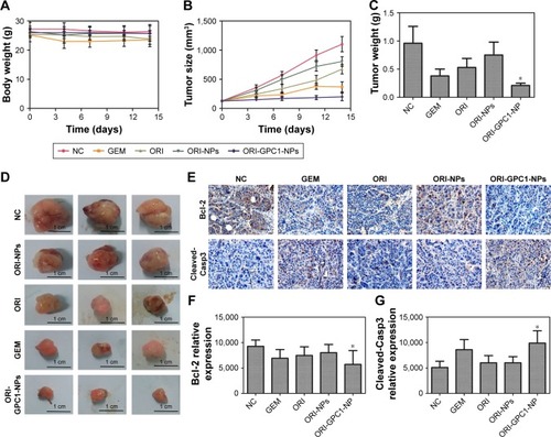 Figure 7 In vivo antitumor efficiency.Notes: (A) Body weight of BXPC-3 tumor-bearing nude mice after different treatments. (B) The tumor volume of tumor-bearing nude mice after different treatments. (C) Tumor weight after different treatments. (D) Photographs of the tumor from different treatment groups after 14 days. (E) IHC assays for Bcl-2 and cleaved-Casp3 expression, (F) the relative expression of Bcl-2 and (G) caspase-3 relative expression. *P<0.05, for vs all the other treatments.Abbreviations: Cleaved-Casp3, cleaved-caspase-3; GEM, gemcitabine; IHC, immunohistochemistry; NC, negative control; ORI, oridonin; ORI-NPs, Gd-ORI@HAuNCs- Cy7 nanoparticles; ORI-GPC1-NPs, GPC1-Gd-ORI@HAuNCs-Cy7 nanoparticles.