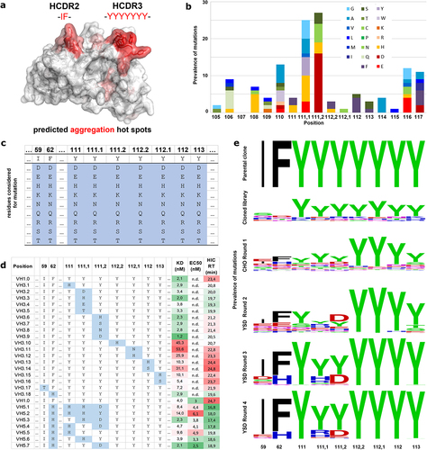 Figure 2. Rational optimized CS06 sequence and library design. (a) Predicted aggregation hot spots in CS06 fv and respective amino acids in positions marked red. (b) Positional variability in CS06 HCDR3 as observed during affinity maturation (sellmann 2016), indicating essential versus alterable amino acids. (c) Semi-rational library design varying hydrophobic residues defined from information shown in (a) and (b). (d) Sequential rational sequence engineering toward lower hydrophobicity. Single HCDR2 or HCDR3 point mutations with retained affinity but lowered hydrophobicity in 3.X series were combined into 2- to 4-point mutant sequences in 5.X variants. (e) In comparison to parental sequences (top panel) and focused rational engineering, library approaches yielded a comparatively broad diversity within the resulting cloned library (second logo plot) and distinct sequence motifs upon one CHO display sorting round (third plot) or four consecutive rounds of affinity sorting on the surface of yeast (three bottom logo plots).