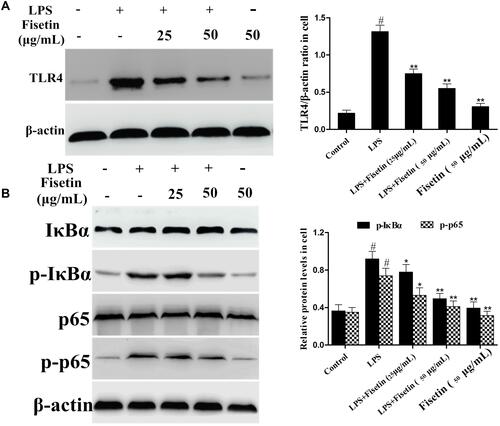 Figure 8 Effects of fisetin on TLR4 expression and NF-κB pathway activation in BEND cells. (A) Expression of TLR4 was detected by Western blot method in LPS-stimulated BEND cells. (B) Proteins expression of IκBα and p65 in LPS-stimulated BEND cells. β-actin served as internal control. All data are represented as the mean ± S.E.M. of three independent experiments. Hash marks indicate P < 0.05 versus control group. Asterisks indicate P < 0.05 versus LPS group. Double asterisk indicate P < 0.01 compared with LPS group.