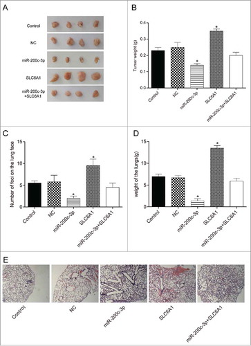 Figure 5 . Effects of the miR-200c-3p and SLC6A1 on CCRCC in vivo. (A) Tumor specimens from nude mice divided into five groups. (B) Tumor weights from nude mice divided into five groups. *P < 0.05, compared with control group. (C) The number of murine pulmonary nodules determined by dissecting microscope. *P < 0.05, compared with control group. (D) The weight of lungs in nude mice from 5 respective groups. *P < 0.05, compared with control group. (E) H&E staining was conducted to detect the number of lung metastatic nodules (× 40). *P < 0.05, compared with control group.