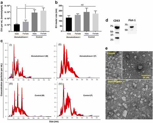 Figure 2. Extracellular vesicle profiles of haemolymph from parasitized and healthy shore crabs. a) Total numbers of EVs quantified in Hematodinium-positive and – negative (control) crabs. An asterisk (*) denotes a significant difference (P < 0.05). b) Modal size of EVs found in crab haemolymph. NS, non-significant. c) Representative nanoparticle tracking analysis (NTA) curves of haemolymph from parasitized (I, II) and healthy (III, IV) crabs. d) Western blot of pooled crab samples (n = 12) used to identify EV-specific markers, namely CD63 (for small EVs, “exosomes”) and Flotillin 1 (Flot-1, for medium EVs, “microvesicles”). e) Representative transmission electron micrographs of haemolymph EVs isolated from control (upper images) and Hematodinium-positive (lower image) crabs. Scale bar = 50 nm.