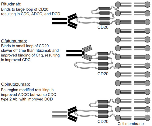 Figure 1 Rituximab binds to the large loop of CD20 resulting in CDC, ADCC, and DCD.