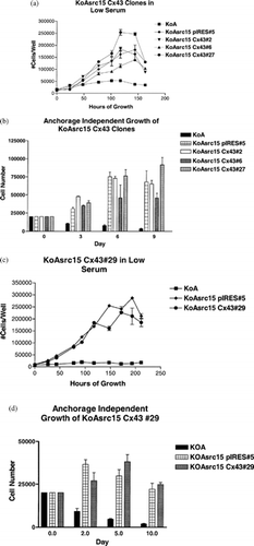 Figure 5 Effects of Cx43 on KoAsrc growth suppression. Several Cx43 clones, representing a range of protein expression and coupling levels, were assayed for growth suppressive properties in comparison to KoA parental cells and a vector control (KoAsrc15 pIRES, clone 5), of which three are shown here (clones 2, 6, and 27). Growth was tested in low serum (1% FBS) (A) or on an anchorage-independent substrate (B). The controls are compared to KoAsrc15 Cx43 clone 29 in panels (C) growth in low serum and (D) on anchorage-independent substrate. Growth responses varied, but only one clone (clone 6) showed some degree of reduced growth in both assays compared to the vector control (see Table 1)