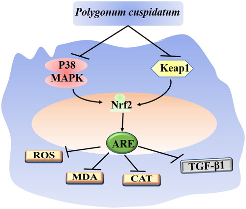 Figure 2. The main mechanism of the antioxidant effect of Polygonum cuspidatum Sieb. et Zucc. The component of this plant can inhibit the expression of p38 MAPK and Keap1, then Nrf2 is upregulated, which will activate the ARE gene, further induce the expression of ROS, MDA, CAT and TGF-β1.