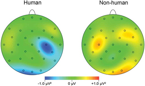 Figure 1. Topographic voltage maps of mean amplitude differences (touch minus nontouch), as a function of target (human vs. nonhuman).