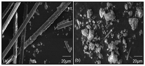Figure 2. Scanning electron microscopy images of MPCB (150 µm): (a) surface morphology of untreated MPCB under SEM and (b) surface morphology of acid digested MPCB under SEM