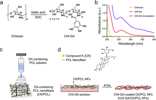 Figure 1 (a) Synthesis and chemical structures of CHI-GA. (b) UV-Vis spectra of chitosan, CHI-GA, and CHI-GA after incubation for 8 hrs. (c and d) Schematic illustrations of preparations of CK/PCL NFs (c) and CHI-GA-coated CK/PCL NFs (d).