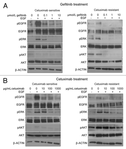 Figure 3. Influence of gefitinib and cetuximab on phosphorylation status of EGFR, ERK, AKT, in cetuximab-sensitive and -resistant NSCLC cell lines. Cetuximab-sensitive (11–18) and -resistant (PC9) cells with EGFR mutation were incubated with gefitinib (A) or cetuximab (B) at the indicated concentrations in serum-free medium for 2 h, after which cells were stimulated with EGF (100 ng/mL) for 10 min. Then the cells were lyzed, and subjected to immunoblot analysis with antibodies to phosphorylated (p) or total EGFR, ERK, and AKT, as well as an antibody targeting β-actin (loading control). Experiments were repeated three times and representative results are shown.