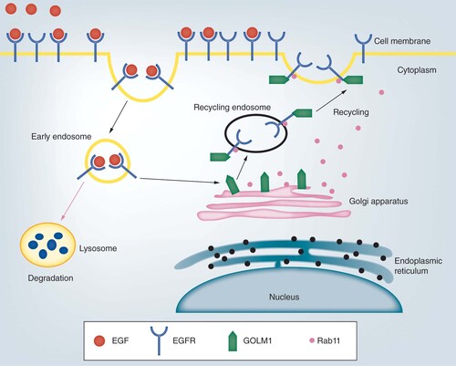 Figure 1. A brief illustration of GOLM1-mediated EGFR recycling. Following EGF binding, cell surface receptor EGFR is destined for internalization for receptor recycling or lysosome-mediated degradation. GOLM1 is localized in the Golgi apparatus and GOLM1-mediated recycling of EGFR is dependent on Rab11.