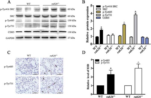 Figure 2. Deletion of Rab26 in mice enhances CDH5 phosphorylation. (a) Dissected lungs from mice; WB was performed to detect the expression of the indicated proteins. GAPDH was used as the standard for verifying equivalent loading. (b) Quantitative data for expression of the indicated protein expression normalized to GAPDH expression. * p < 0.01, ^ p < 0.01, & p < 0.01 versus the indicated wild-type mice (n = 3). (c) Representative immunohistochemical images demonstrating the expression of p-Tyr685 and p-Tyr731 CDH5 in rab26−/- and wild-type mice. (d) Semiquantitative analysis of p-Tyr685 and p-Tyr731 CDH5 expression as measured by the integrated optical density (IOD). * p < 0.01, ^ p < 0.01compared with the wild-type mice (n = 5).
