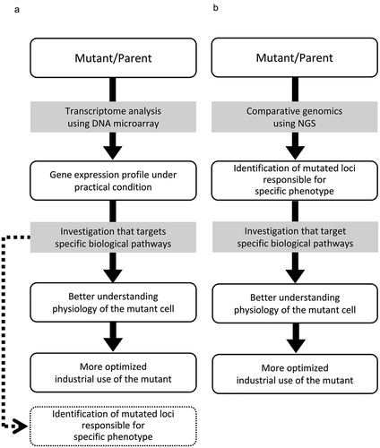 Figure 2. Different approaches for better understanding physiology of the mutant cell and more optimized industrial use. (a) Approach from transcriptome analysis using DNA microarrays, (b) Approach from comparative genomics.