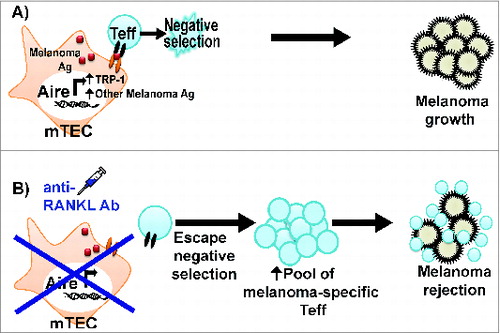 Figure 1. Anti-RANKL antibody rescues melanoma-reactive T cells from thymic negative selection. (A) Aire in mTECs promotes melanoma antigen expression and negative selection of melanoma-reactive T effector (Teff) cells. As a result, the immune response against melanoma is limited. (B) Anti-RANKL antibody depletes Aire-expressing mTECs; as a result, melanoma-reactive Teff cells escape thymic negative selection. The increased pool of melanoma-reactive Teff cells contributes to a more effective anti-melanoma immune response.