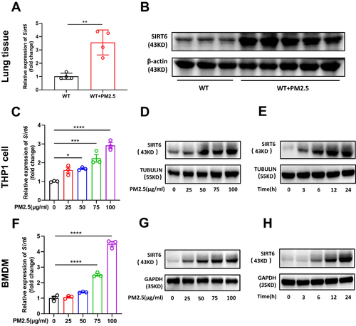 Figure 1 PM2.5 exposure induced SIRT6 expression in macrophages. The expression of SIRT6 in lung tissues of mice was analyzed by RT-PCR (A) and Western blot (B). THP1 Cells were exposed to PM2.5 at indicated times or concentrations, SIRT6 expression was analyzed by RT-PCR and Western blot (C–E). BMDMs were exposed to PM2.5 at indicated times or concentrations, SIRT6 expression was analyzed by RT-PCR and Western blot (F–H). Data are presented as the mean ± SEM of three independent experiments. *P<0.05, **P<0.01, ***P<0.001, and ****P<0.0001.