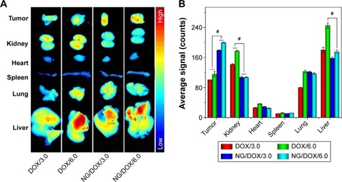 Figure 4 Tissue distribution.Notes: Ex vivo DOX fluorescence images (A) and semi-quantitatively analyzed average fluorescence intensities (B) of tumors and major visceral organs (ie, kidney, heart, spleen, lung, and liver) isolated at 12 hours postinjection of free DOX·HCl or NG/DOX at a dose of 3.0 mg or 6.0 mg DOX·HCl equivalent per kilogram body weight toward BALB/c nude mice bearing HepG2 tumors. The statistical data are represented as mean ± SD (n=3; #P<0.001).Abbreviations: DOX, doxorubicin; DOX·HCl, doxorubicin hydrochloride; NG/DOX, DOX-loaded nanogel; SD, standard deviation.