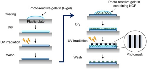 Figure 1 Schematic illustration of photo-immobilization. Steps in immobilization of NGF by photoreactive gelatin (P-gel) with photomask patterning. P-gel was immobilized on the plastic plate without the photomask in the first step of immobilization. In the second step, P-gel and NGF were immobilized on the P-gel-immobilized layer with the photomask.