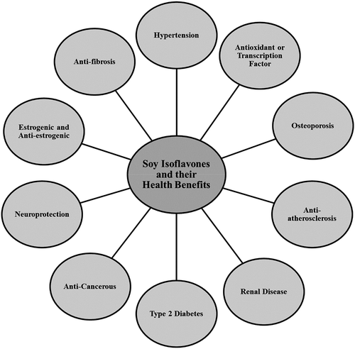 FIGURE 3 Potential health beneficial effects of soy isoflavones.