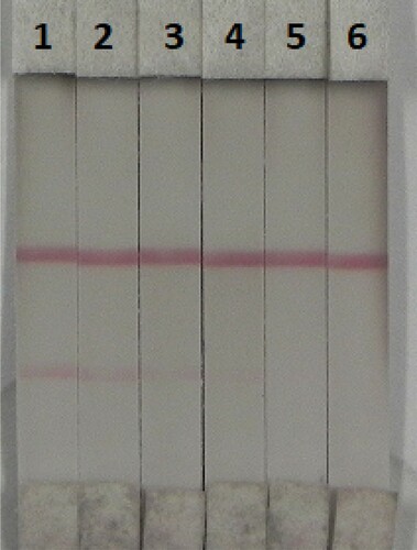 Figure 9. Result of OTA detection with colloidal gold immunochromatographic strip assay spiked in red wine (n = 6). 1 = 0 ppb, 2 = 0.5 ppb, 3 = 1 ppb, 4 = 2.5 ppb, 5 = 5 ppb, and 6 = 10 ppb.