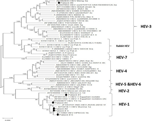Figure 4 Phylogenetic analysis of the isolated viruses. A maximum-likelihood phylogenetic tree was constructed using various HEV reference sequences with 1000 bootstrap replicas. GenBank accession numbers are shown for each HEV reference strain used in the phylogenetic analysis. The isolated viruses from the patients were remarked it by putting a circle beside them.