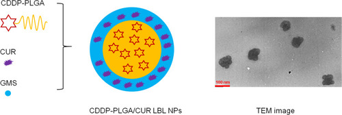 Figure 2 Scheme and TEM image of CDDP-PLGA/CUR LBL NPs. CDDP-PLGA/CUR LBL NPs were prepared by a solvent diffusion technique.