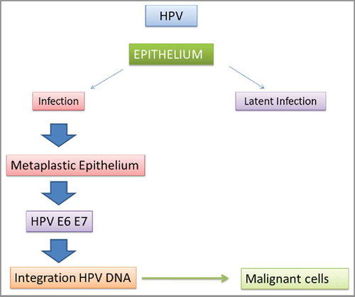 Figure 1. HPV Infections and malignant transformation of the epithelial cells.