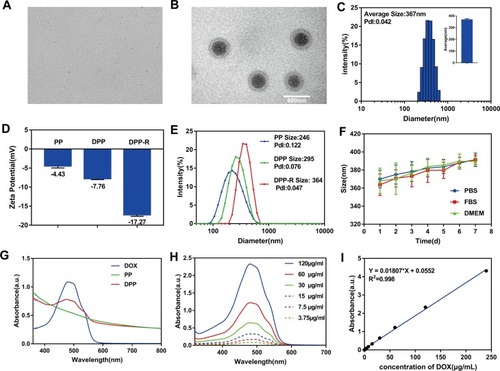 Figure 2 (A) Optical microscope image (×600). (B) TEM image. (C) Average size of DPP-R. (D) Zeta potential of PP, DPP, and DPP-R. (E) Size of PP, DPP, and DPP-R. (F) Size of DPP-R in PBS, FBS, and high glucose DMEM in 7 days. (G) The UV-Vis-NIR absorption curve of PP, DOX, and DPP. (H) The UV-Vis-NIR absorption curve of DOX in different concentrations. (I) Standard curve of DOX related to concentration and absorbance intensity. (The data were shown as mean±SD, n=3).