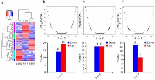 Figure 2. DEcircRNAs in β-TC6 cells analyzed by pairwise comparison. (a) Hierarchical clustering analysis of circRNAs in the three groups. (b–d) Volcano plots and histograms comparing DEcircRNAs in the palmitic acid and control group, stearic acid and control group, and stearic acid group and palmitic acid group. Red and blue points represent upregulated and downregulated circRNAs, respectively. P vs C, palmitic acid versus control group; S vs C, stearic acid versus control group; S vs P, stearic acid versus palmitic acid group