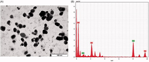 Figure 2. HR-Transmission electron microscopy (TEM) & Energy dispersive X-ray analysis (EDX) of gold nanoparticles synthesised from Strychni semen.