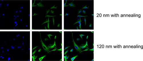 Figure S4 Immunofluorescence of acetylated α-tubulin expression in U87 cells cultured on nanotubes including the image of nuclear staining, the nanotubes were annealed.