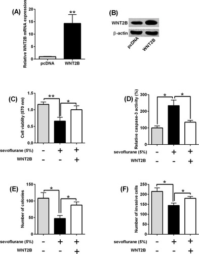 Figure 5 WNT2B overexpression attenuates the effects of sevoflurane treatment on cell viability, caspase-3 activity and cell invasion of osteosarcoma cells. U2OS cells were transfected with pcDNA or pcDNA-WNT2B, and 24 hrs later, (A, B) qRT-PCR and Western blot assays determined the expression of WNT2B in U2OS and MG63 cells. For in vitro functional assays, U2OS cells were exposed to 5% sevoflurane for 6 hrs and were then transfected with pcDNA or pcDNA-WNT2B for 24 hrs, (C) MTT assay determined the cell viability of U2OS cells; (D) caspase-3 activity assay kit determined the caspase-3 activity of U2OS cells; (E) colony formation assay determined the cell growth of U2OS cells; (F) Transwell invasion assay determined cell invasive ability of U2OS cells. N = 3. *P<0.05 and **P<0.01.