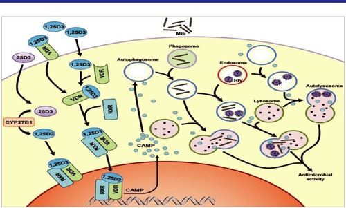 Figure 3 The role of autophagy and CAMP in 1,25D3-mediated inhibition of Mycobacterium tuberculosis (Mtb) and HIV. HIV budding occurs into the multivesicular endosomes of macrophages. Mtb enters through phagocytosis. Cytochrome p450, family 27, subfamily B, polypeptide 1 (CYP27B1) 1α-hydroxyls the inactive 25D3 into the active 1,25D3. 1,25D3 induces the expression of camp, presumably by binding to the Vit-D (1,25D3) receptor (VDR), which heterodimerizes with the retinoid X receptor (RXR) and directly regulates transcription by binding to the vitamin D response element (VDRE) consensus sequence located upstream of the Camp gene. The expression of camp is required both for autophagosome and phagolysosome biogenesis, which leads to killing of the microbial pathogens through autophagy. Adapted from Jo EK. Innate immunity to mycobacteria: vitamin D and autophagy. Cell Microbiol. 2010;12(8):1026-1035. © 2010 Blackwell Publishing Ltd.Citation39