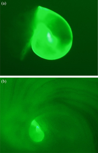 Figure 3. (a,b) photomicrographs of the spire of a calcein-marked 7day-old larvae haliotis midae viewed under a fluorescence microscope (a) and showing the spire on the shell of juvenile abalone 51 day-old post settlement (b).