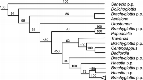 Figure 5 Relationships in the Brachyglottis complex (ITS tree, Bayesian consensus probability = 100 unless shown; Pelser et al. Citation2007).