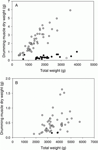 Figure 1.  Drumming muscle mass of male (grey) and female (black) (A) haddock (Melanogrammus aeglefinus) and (B) cod (Gadus morhua). The white point (A) indicates the ‘outlier’ male mentioned in the results. Note the different scales on the y-axes of both graphs.