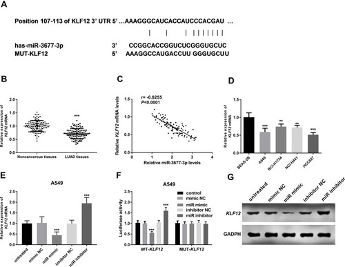 Figure 5 KLF12 is a target of miR-3677-3p. (A) Predicted miR-3677-3p target sequence in the 3ʹ-UTR of KLF12; (B) KLF12 mRNA were decreased in LUAD tissues; (C) KLF12 expression was negatively correlated with expression of miR-3677-3p. (D) KLF12 mRNA were decreased in LUAD cells; (E) KLF12 mRNA level was influenced by miR-3677-3p silence or overexpression. (F) Dual-luciferase reporter assay was performed in A549 cells. (G) Western blot analysis of protein levels of KLF12 and GADPH. **P < 0.01, ***P < 0.001.