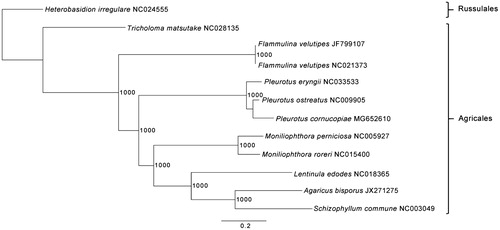 Figure 1. ML phylogenetic tree of the 10 available mitogenomes of Agaricales in GenBank, plus the mitogenome of Pleurotus cornucopiae. The tree is rooted with Heterobasidion irregulare. Bootstraps values (1000 replicates) are shown at the nodes. Scale in substitution per site.