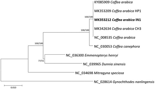 Figure 1. (A) Neighbor joining (bootstrap repeat is 10,000) and maximum likelihood (bootstrap repeat is 1,000) phylogenetic trees of five Coffea and four Rubiaceae complete chloroplast genomes: five Coffea arabica (MK353212, in this study, NC_008535, KY085909, MK342634, and MK353209), Coffea canephora (NC_030053), Mitragyna speciosa (NC_034698), Dunnia sinensis (NC_039965), Emmenopterys henryi (NC_036300), and Gynochthodes nanlingensis (NC_028614). Phylogenetic tree was drawn based on neighbor joining tree. The numbers above branches indicate bootstrap support values of neighbor joining and maximum likelihood phylogenetic trees, respectively.
