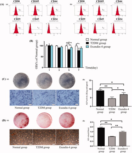 Figure 2. The biological activity assay of drug-loaded microspheres. (A) Expression of (a) diabetic and (b) normal BMSCs surface markers. (B) Cell proliferation. (C) After seven days, the (a) BCIP/NBT staining for alkaline phosphatase, and the (b) quantitative comparison of ALP activity. (D) After 21 days, the (a) alizarin red staining for mineralized nodules, and the (b) semi-quantitative comparison of alizarin red staining. Scale bar = 200 μm. *p<.05; **p<.01.